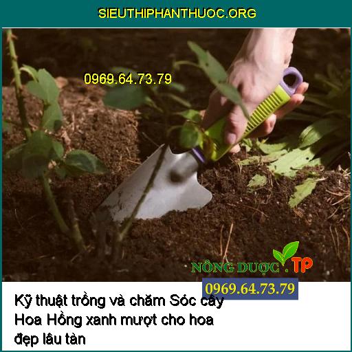 Kỹ thuật trồng và chăm Sóc cây Hoa Hồng xanh mượt cho hoa đẹp lâu tàn