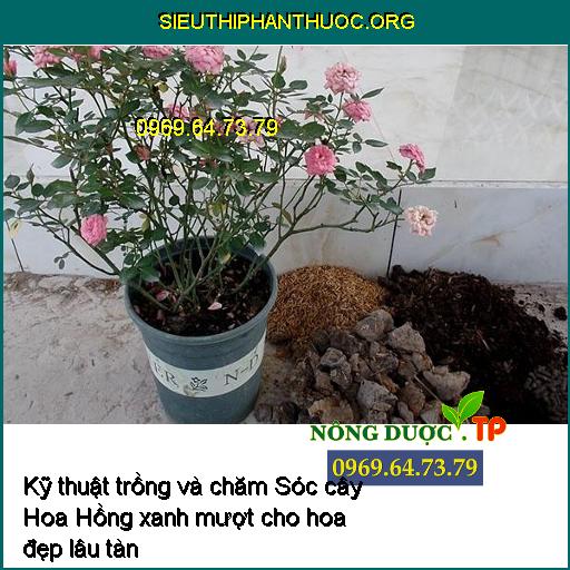 Kỹ thuật trồng và chăm Sóc cây Hoa Hồng xanh mượt cho hoa đẹp lâu tàn