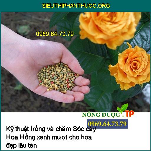 Kỹ thuật trồng và chăm Sóc cây Hoa Hồng xanh mượt cho hoa đẹp lâu tàn