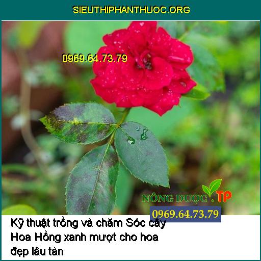 Kỹ thuật trồng và chăm Sóc cây Hoa Hồng xanh mượt cho hoa đẹp lâu tàn