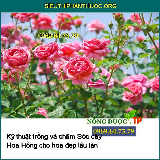 Kỹ thuật trồng và chăm Sóc cây Hoa Hồng xanh mượt cho hoa đẹp lâu tàn