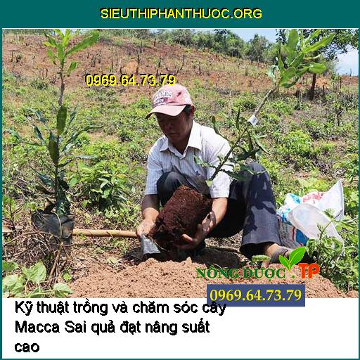 Kỹ thuật trồng và chăm sóc cây Macca Sai quả đạt nâng suất cao