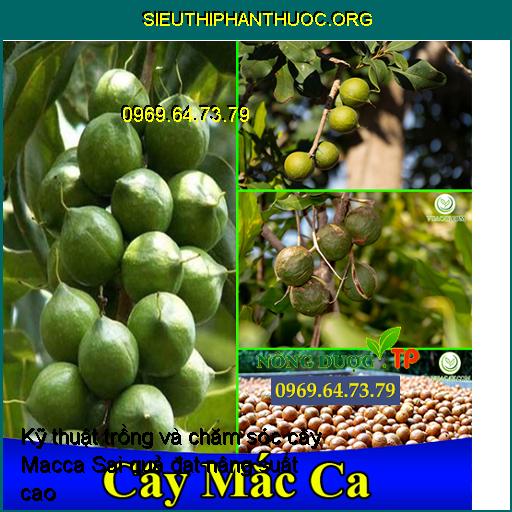 Kỹ thuật trồng và chăm sóc cây Macca Sai quả đạt nâng suất cao