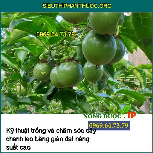 Kỹ thuật trồng và chăm sóc cây chanh leo bằng giàn đạt nâng suất cao