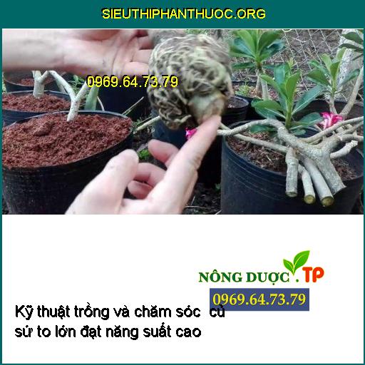 Kỹ thuật trồng và chăm sóc to củ sứ đạt năng suất cao cho người chơi bonsai