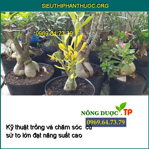 Kỹ thuật trồng và chăm sóc to củ sứ đạt năng suất cao cho người chơi bonsai