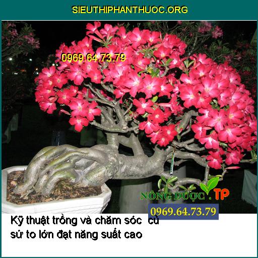 Kỹ thuật trồng và chăm sóc to củ sứ đạt năng suất cao cho người chơi bonsai