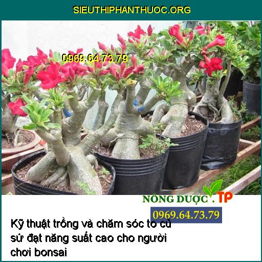 Kỹ thuật trồng và chăm sóc củ sứ to lớn đạt năng suất cao