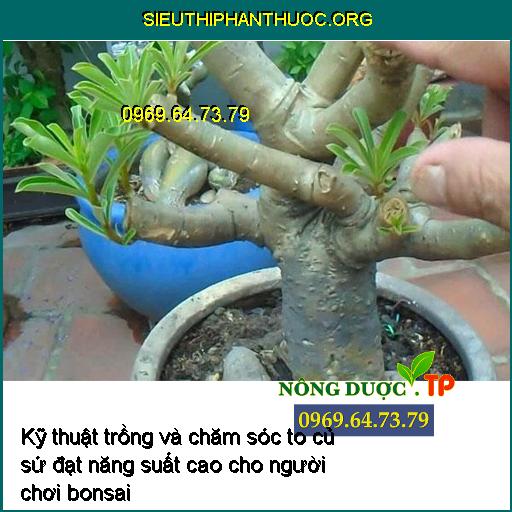 Kỹ thuật trồng và chăm sóc củ sứ to lớn đạt năng suất cao