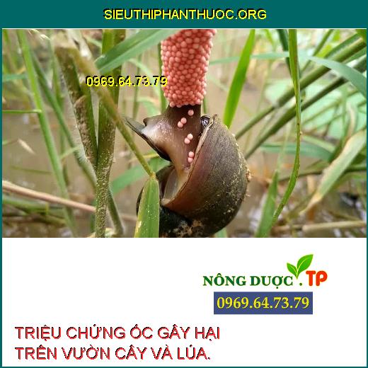 ỐC GÂY HẠI