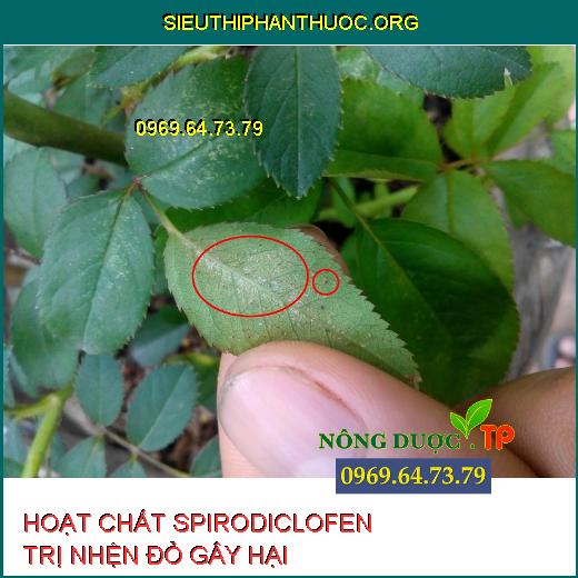 HOẠT CHẤT SPIRODICLOFEN