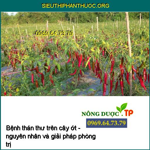 Nhận biết bệnh thán thư trên cây ớt - nguyên nhân và giải pháp phòng trị