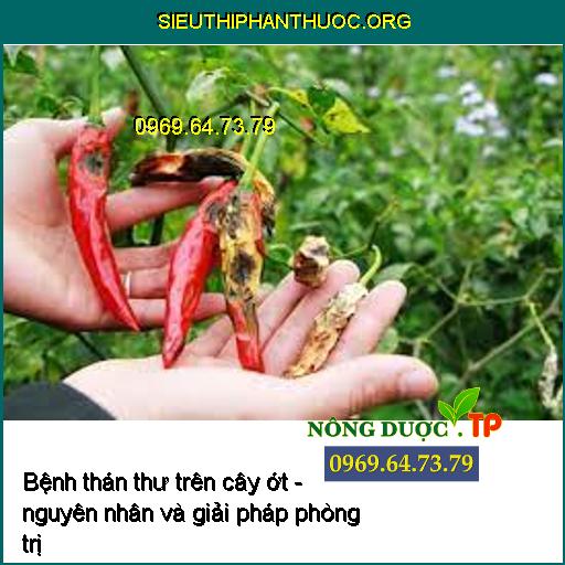 Nhận biết bệnh thán thư trên cây ớt - nguyên nhân và giải pháp phòng trị