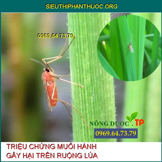 MUỖI HÀNH GÂY HẠI LÚA