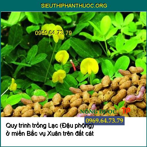 Quy trình trồng Lạc (Đậu phộng) ở miền Bắc vụ Xuân trên đất cát đạt nâng suất cao