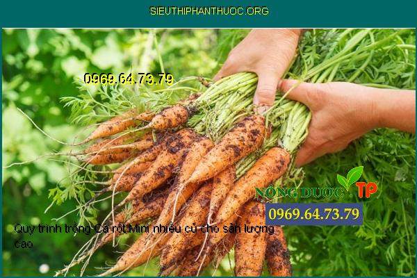 Quy trình trồng Cà rốt Mini nhiều củ cho sản lượng cao