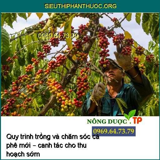 Quy trình trồng và chăm sóc cà phê mới – canh tác cho thu hoạch sớm