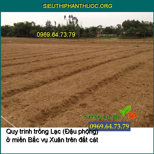 Quy trình trồng Lạc (Đậu phộng) ở miền Bắc vụ Xuân trên đất cát đạt nâng suất cao