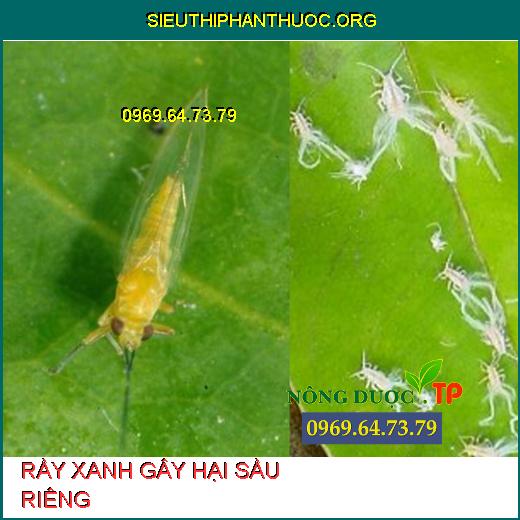 Rầy Gây Hại Cây Trồng Và Top 6 Thuốc Đặc Trị Tốt Nhất. - SIÊU THỊ PHÂN ...