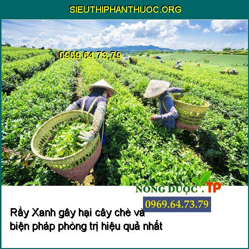 Rầy Xanh gây hại cây chè và biện pháp phòng trị hiệu quả nhất