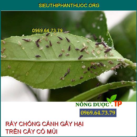 RẦY CHỔNG CÁNH