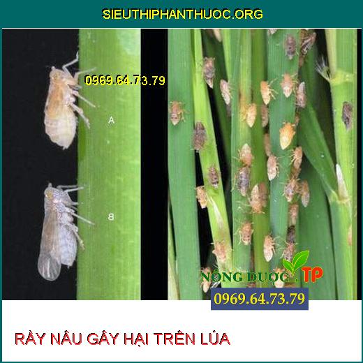 RẦY NÂU HẠI LÚA