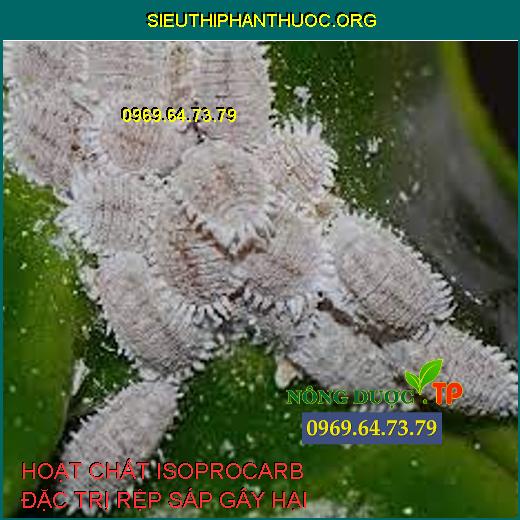 HOẠT CHẤT ISOPROCARB
