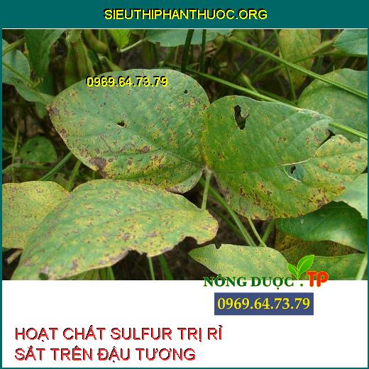 HOẠT CHẤT SULFUR