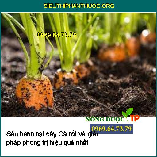 Sâu bệnh hại cây Cà rốt và giải pháp phòng trị hiệu quả nhất