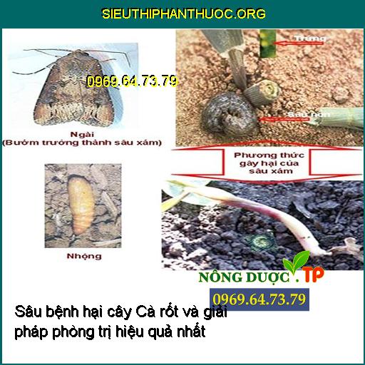 Sâu bệnh hại cây Cà rốt và giải pháp phòng trị hiệu quả nhất