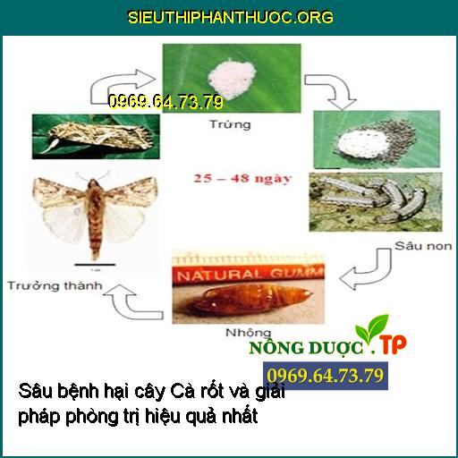 Sâu bệnh hại cây Cà rốt và giải pháp phòng trị hiệu quả nhất