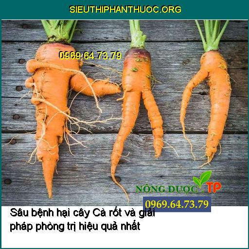 Sâu bệnh hại cây Cà rốt và giải pháp phòng trị hiệu quả nhất