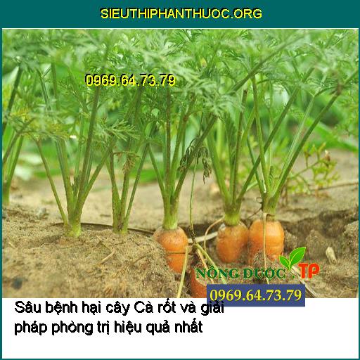 Sâu bệnh hại cây Cà rốt và giải pháp phòng trị hiệu quả nhất