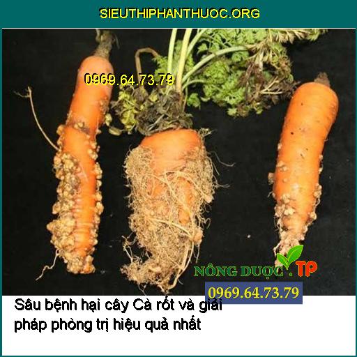 Sâu bệnh hại cây Cà rốt và giải pháp phòng trị hiệu quả nhất