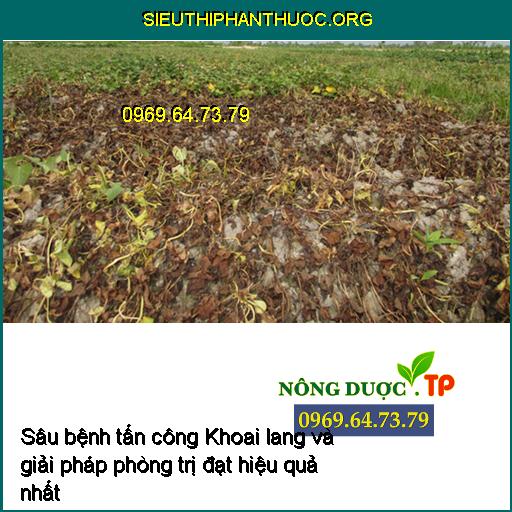 Sâu bệnh tấn công Khoai lang và giải pháp phòng trị đạt hiệu quả nhất