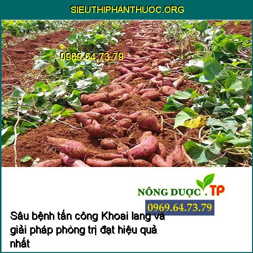 Sâu bệnh tấn công Khoai lang và giải pháp phòng trị đạt hiệu quả nhất