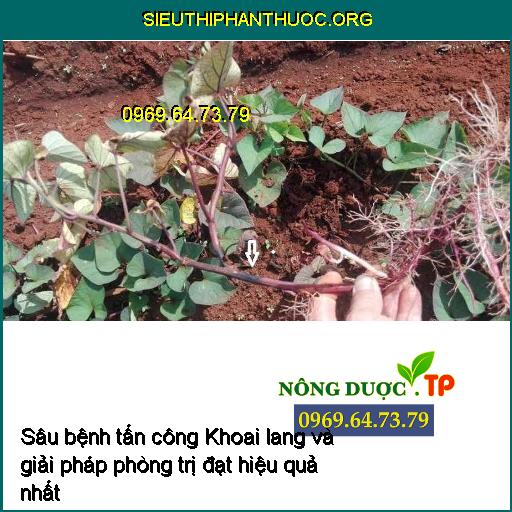 Sâu bệnh tấn công Khoai lang và giải pháp phòng trị đạt hiệu quả nhất