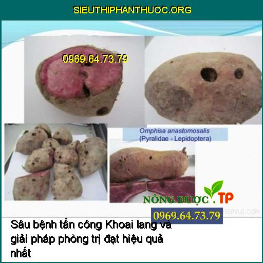 Sâu bệnh tấn công Khoai lang và giải pháp phòng trị đạt hiệu quả nhất