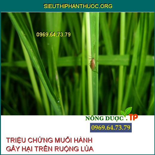 MUỖI HÀNH GÂY HẠI LÚA