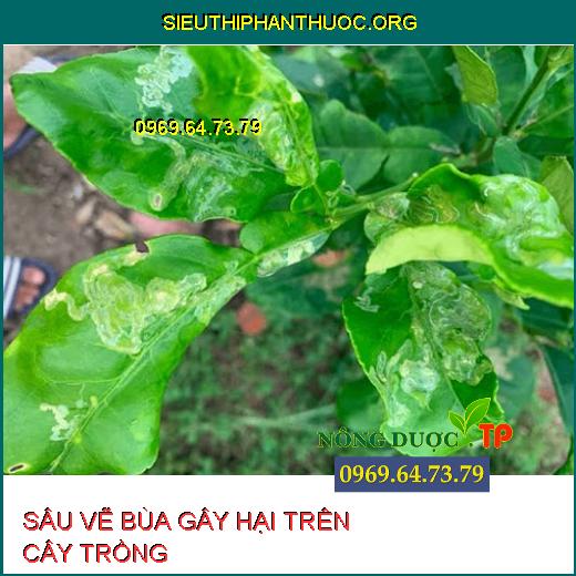 SÂU VẼ BÙA