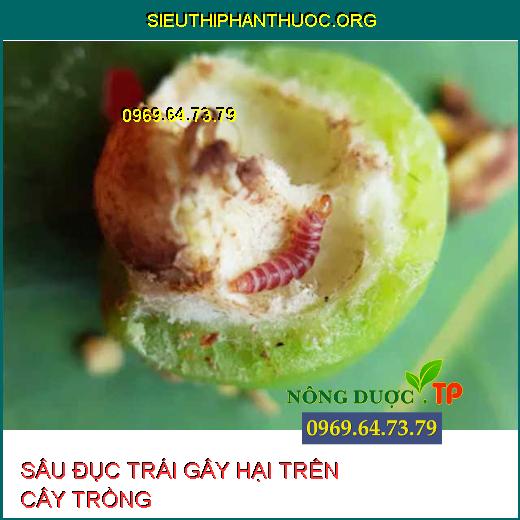 SÂU ĐỤC TRÁI