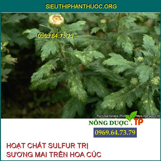 HOẠT CHẤT SULFUR