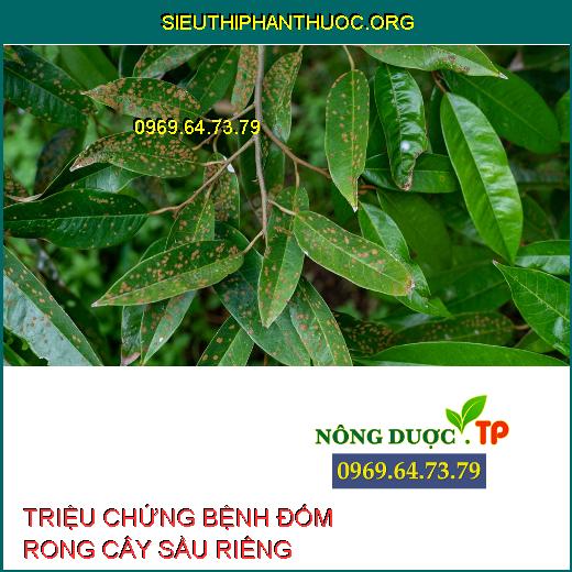 BỆNH ĐỐM RONG