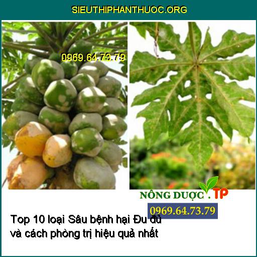 Top 10 loại Sâu bệnh hại Đu đủ và cách phòng trị hiệu quả nhất