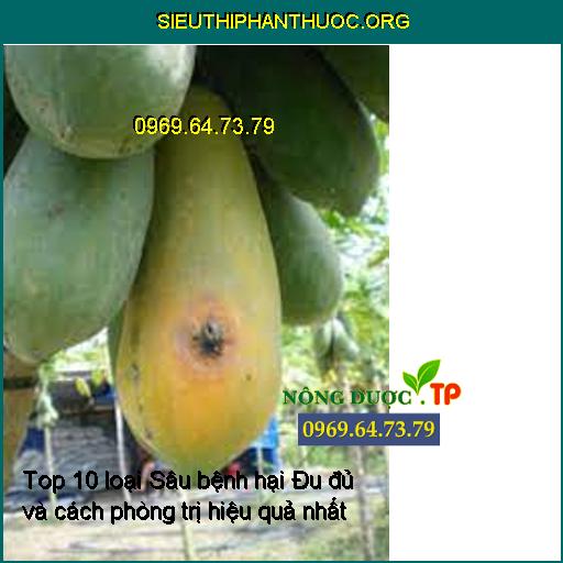 Bệnh thán thư trên cây đu đủ