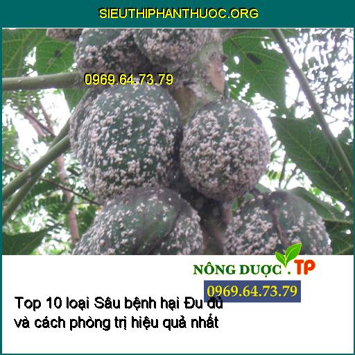 Top 10 loại Sâu bệnh hại Đu đủ và cách phòng trị hiệu quả nhất