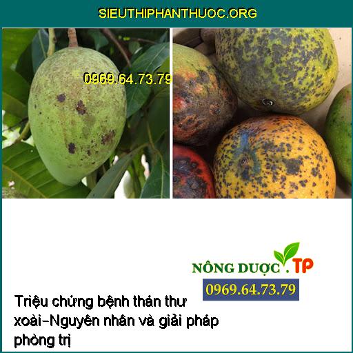 Triệu chứng bệnh thán thư trên xoài – Nguyên nhân và giải pháp phòng trị