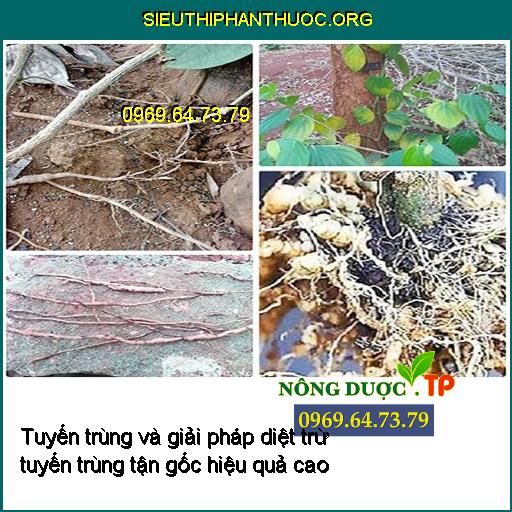 Tuyến trùng và giải pháp diệt trừ tuyến trùng tận gốc hiệu quả cao