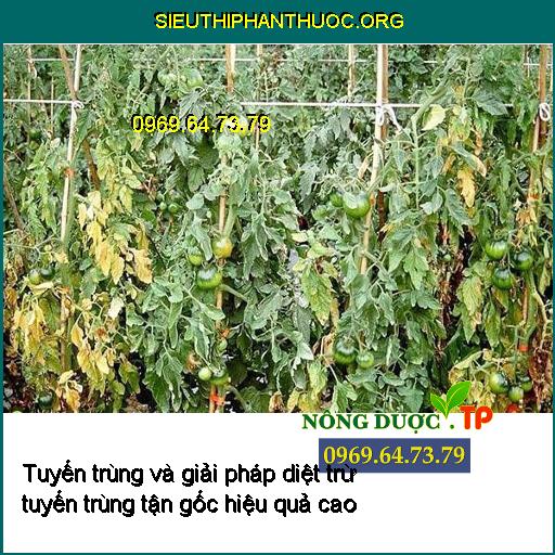 Tuyến trùng và giải pháp diệt trừ tuyến trùng tận gốc hiệu quả cao