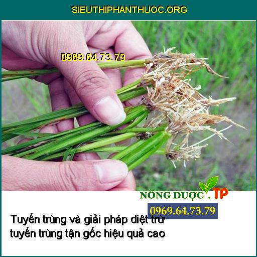 Tuyến trùng và giải pháp diệt trừ tuyến trùng tận gốc hiệu quả cao